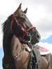 Horse standing proud