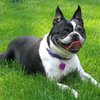 Hot Boston Terrier