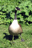 Canada Geese 1