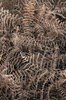 Bracken