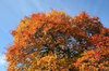 Tawny leaves