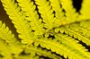 Fern