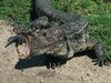 hippozard