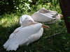 pelicans
