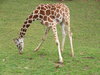 giraffe