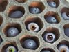  eyes in a basket