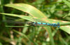 mating damsel flys