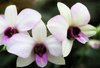 Orchids