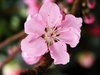 Apple blossom