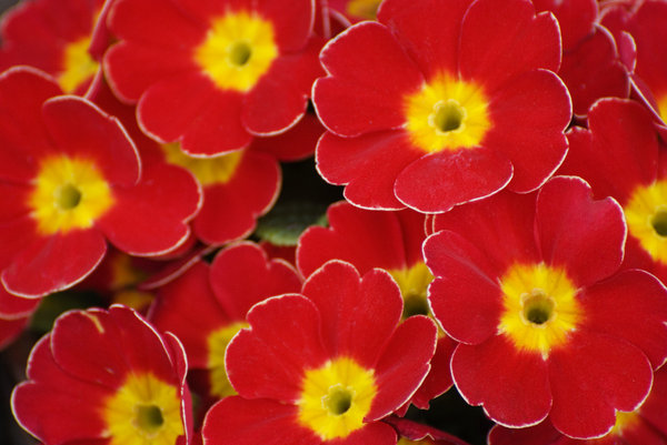 Gratis stock foto s Rgbstock gratis afbeeldingen Rode bloemen Zela February 01 