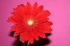 gerbera saying booh