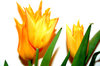 orange tulips