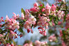blossom