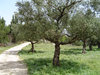 olive trees