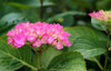 hydrangea