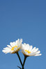 daisies