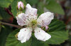blackberry blossom