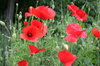 poppies