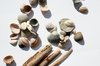 lots of shells