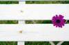 flower on chair
