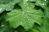 raindrops