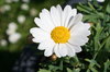 daisies