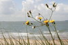 dunes and beach