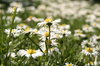 nature background
