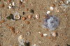dunes and beach