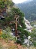 pine in the mountains