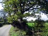 sloping old tree