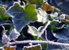 frozen leaves texture 4