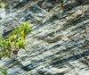 Plant against rock