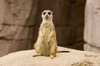 A animal