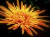 Yellow Flower 2