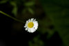 White flower
