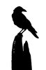 Black Bird