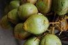 Coconut