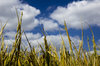 Paddy field