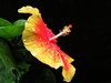 Hibiscus Portrait 2