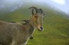 The wild goat 2