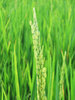 Oryza sativa