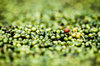 Black pepper