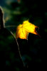 Backlit leaf