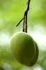 Green mangos 2