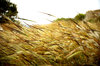 Grass