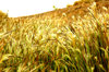 Grass