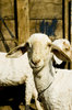 The curious lamb