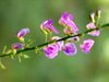Pink flower