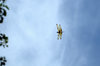 Dragon fly  2